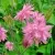 Аквилегия БАРЛОУ ПИНК гибрид МакКаны в Владикавказе