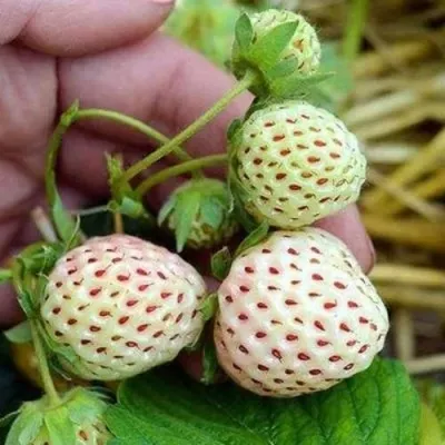 Клубника АНАНАСА ремонтантная — описание сорта Клубника АНАНАСА ремонтантная в Владикавказе