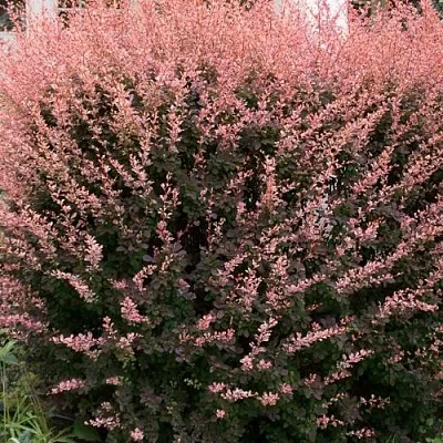 Барбарис РОУЗ ГЛОУ тунберга  Барбарис РОУЗ ГЛОУ тунберга в Владикавказе