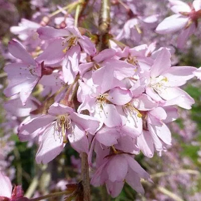 Сакура ПЕНДУЛА РУБРА  Сакура ПЕНДУЛА РУБРА в Владикавказе