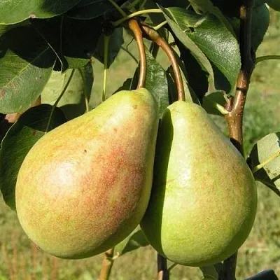 Груша ДУХМЯНАЯ  Груша ДУХМЯНАЯ в Владикавказе