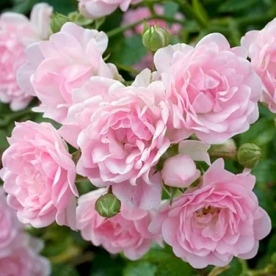 Саженцы роз ЗЕ ФЕЙРИ почвопокровная  Саженцы роз ЗЕ ФЕЙРИ почвопокровная в Владикавказе