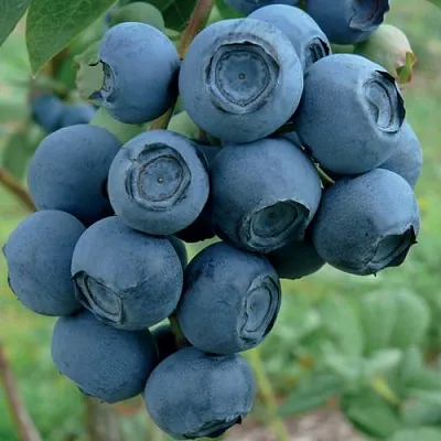 Голубика РУБЕЛ  Голубика РУБЕЛ в Владикавказе