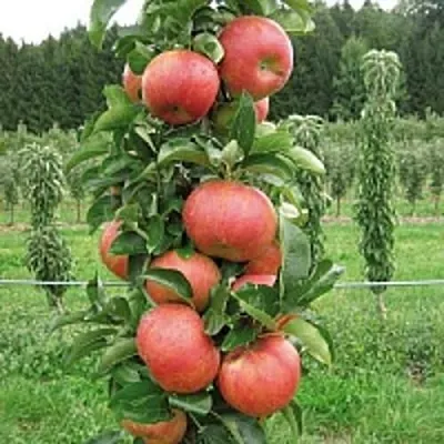Яблоня ЯНТАРНОЕ ОЖЕРЕЛЬЕ колонновидная  Яблоня ЯНТАРНОЕ ОЖЕРЕЛЬЕ колонновидная в Владикавказе