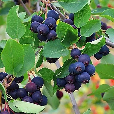 Ирга THIESSEN  Ирга THIESSEN в Владикавказе