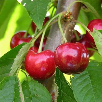 Черешня 15-26-5  Черешня 15-26-5 в Владикавказе