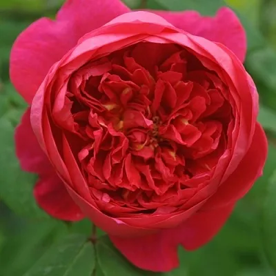 Саженцы роз БЕНДЖАМИН БРИТТЕН шраб  Саженцы роз БЕНДЖАМИН БРИТТЕН шраб в Владикавказе