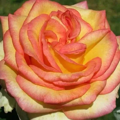 Саженцы роз АМАЗОНКА чайно-гибридная  Саженцы роз АМАЗОНКА чайно-гибридная в Владикавказе