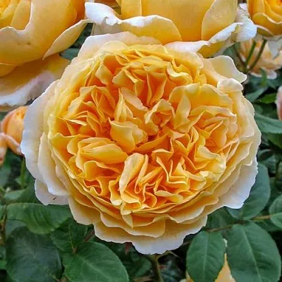 Саженцы роз БЕАТРИС английская  Саженцы роз БЕАТРИС английская в Владикавказе