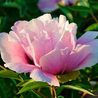 Пион ВРАТА ХРАМА древовидный   Пион ВРАТА ХРАМА древовидный  в Владикавказе