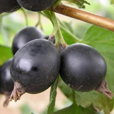 ЙОШТА  ЙОШТА в Владикавказе