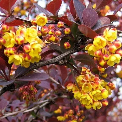 Барбарис СУПЕРБА оттавский   Барбарис СУПЕРБА оттавский  в Владикавказе