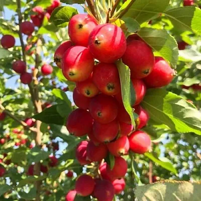 Яблоня КИТАЙКА ДОЛГО декоративная  Яблоня КИТАЙКА ДОЛГО декоративная в Владикавказе