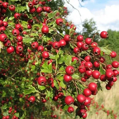 Боярышник ЗБИГНЕВ в Владикавказе