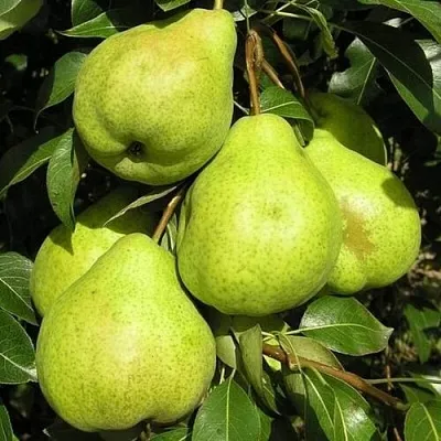 Груша АВГУСТОВСКАЯ РОСА  Груша АВГУСТОВСКАЯ РОСА в Владикавказе