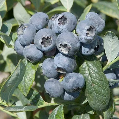 Голубика БРИГИТТА  Голубика БРИГИТТА в Владикавказе