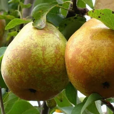 Груша БЕЛОРУСКА  Груша БЕЛОРУСКА в Владикавказе