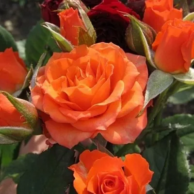 Саженцы роз АЛЕГРИЯ спрей  Саженцы роз АЛЕГРИЯ спрей в Владикавказе