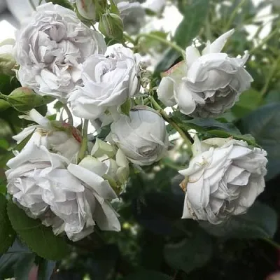 Саженцы роз ГРИЗЕЛИС шраб  Саженцы роз ГРИЗЕЛИС шраб в Владикавказе