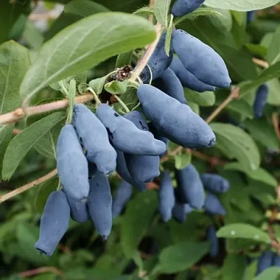 Жимолость съедобная ТОМИ японская в Владикавказе