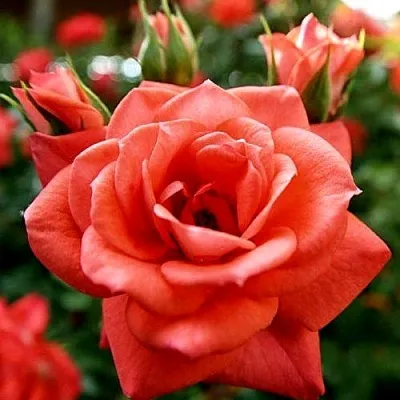 Ремонтантные гибриды  Ремонтантные гибриды в Владикавказе