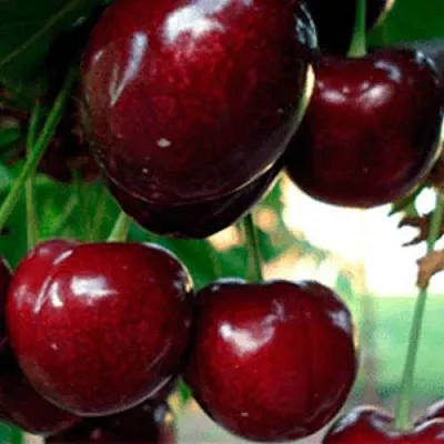 Черешня ВАСИЛИСА  Черешня ВАСИЛИСА в Владикавказе