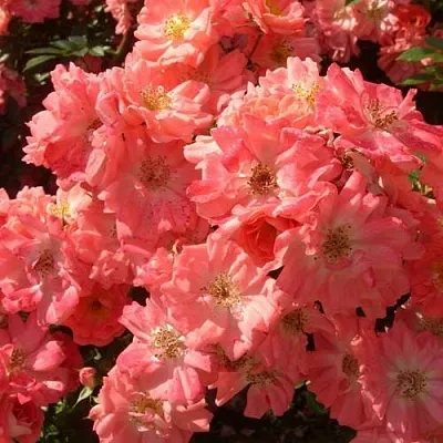 Почвопокровная  Почвопокровная в Владикавказе