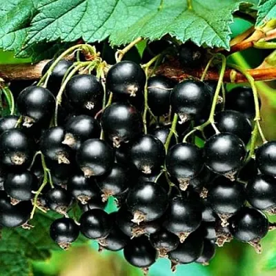 Смородина черная АТЛАНТ  Смородина черная АТЛАНТ в Владикавказе