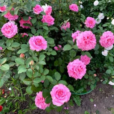 Саженцы роз ЭШЛИ чайно-гибридная — описание сорта Саженцы роз ЭШЛИ чайно-гибридная в Владикавказе