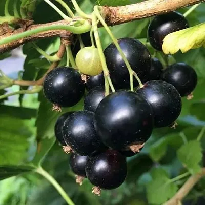 Смородина чёрная ДАБРАДЗЕЯ  Смородина чёрная ДАБРАДЗЕЯ в Владикавказе