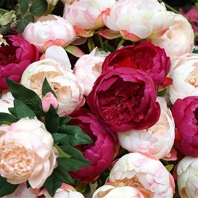 Пионы в Владикавказе