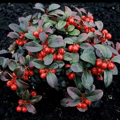 саженцы гаультерии саженцы гаультерии