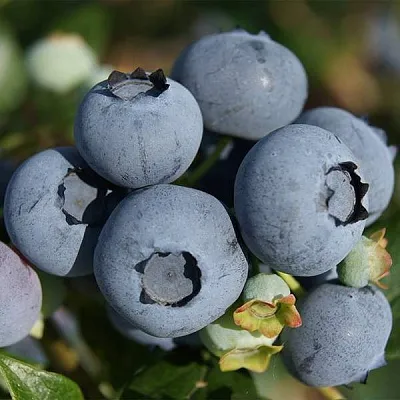 Высокорослые сорта   Высокорослые сорта  в Владикавказе
