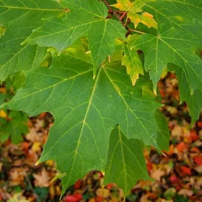 Клен сахарный  Клен сахарный в Владикавказе