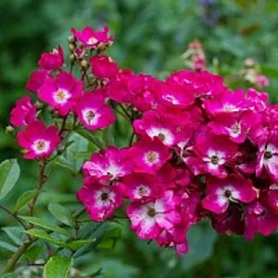 Саженцы роз МАРДЖОРИ ФЕЙР полиантовая  Саженцы роз МАРДЖОРИ ФЕЙР полиантовая в Владикавказе