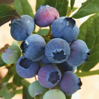 Голубика ОСОРНО — описание сорта Голубика ОСОРНО в Владикавказе