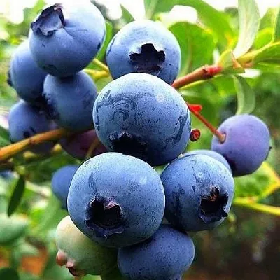 Низкорослые сорта   Низкорослые сорта  в Владикавказе