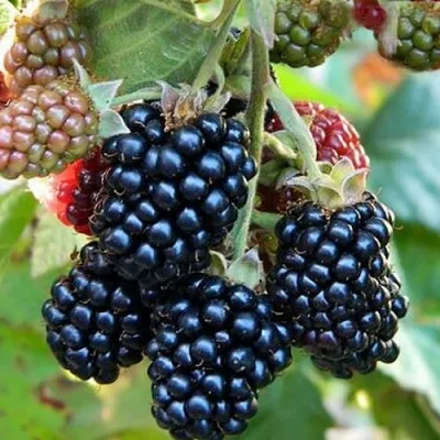 Ежевика ОУАЧИТА бесшипная — описание сорта Ежевика ОУАЧИТА бесшипная в Владикавказе