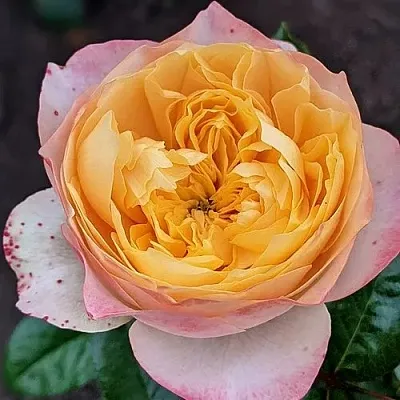 Саженцы роз ГОЛДЕН ВУВУЗЕЛА чайно-гибридная  Саженцы роз ГОЛДЕН ВУВУЗЕЛА чайно-гибридная в Владикавказе