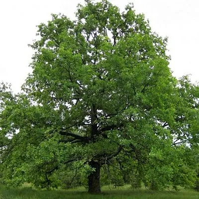 Дуб черешчатый   Дуб черешчатый  в Владикавказе