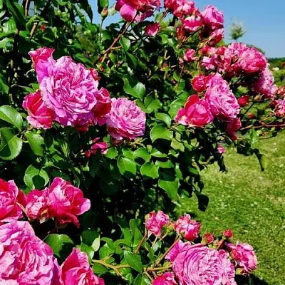 Саженцы роз ИНЕС САСТР плетистая  Саженцы роз ИНЕС САСТР плетистая в Владикавказе