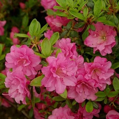 Азалия РОЗИНЕТТА японская  Азалия РОЗИНЕТТА японская в Владикавказе