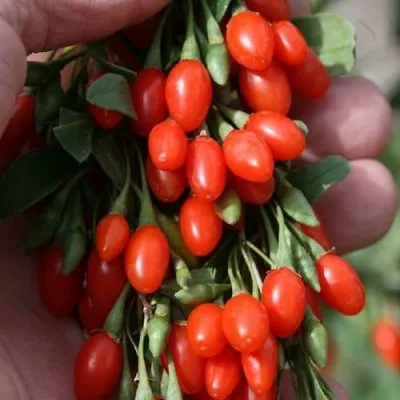 Годжи КОРЕАН БИГ — описание сорта Годжи КОРЕАН БИГ в Владикавказе