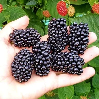 Ежевика ОУАЧИТА бесшипная — описание сорта Ежевика ОУАЧИТА бесшипная в Владикавказе