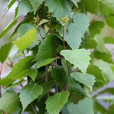 Береза ФАСТИГИАТА повислая   Береза ФАСТИГИАТА повислая  в Владикавказе
