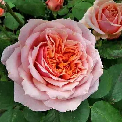 Саженцы роз ПОЛЬ БОКЮЗ шраб  Саженцы роз ПОЛЬ БОКЮЗ шраб в Владикавказе