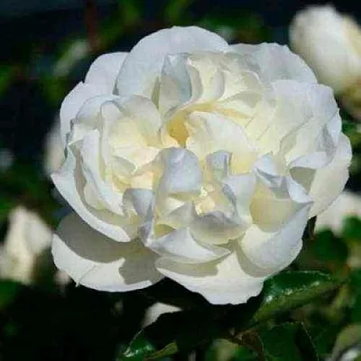 Саженцы роз ВАЙТ МЕЙДИЛАНД почвопокровная  Саженцы роз ВАЙТ МЕЙДИЛАНД почвопокровная в Владикавказе