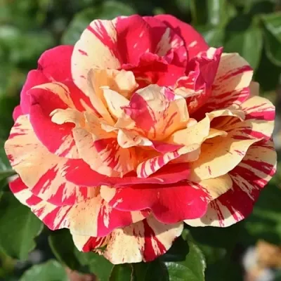 Саженцы роз ВАНИЛЛА ФРАЙЗ плетистая  Саженцы роз ВАНИЛЛА ФРАЙЗ плетистая в Владикавказе