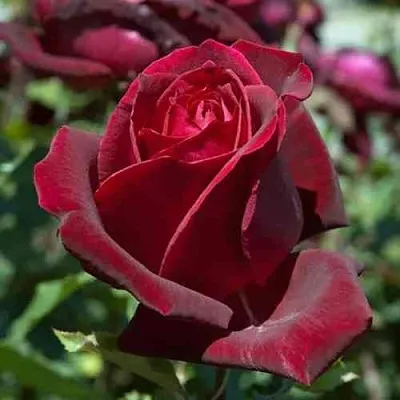 Саженцы роз ПАПА МЕЙЯН чайно-гибридная в Владикавказе