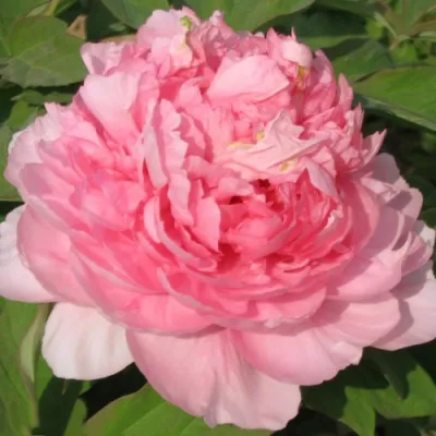 Пион ИМПЕРАТОРСКАЯ НАЛОЖНИЦА древовидный в Владикавказе